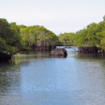 fernandina, mangroves