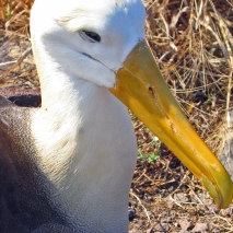 galapagos albatros (2)