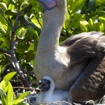red footed boobie with juvenile