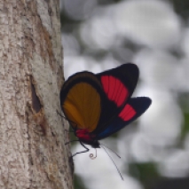 Bathesia Butterfly
