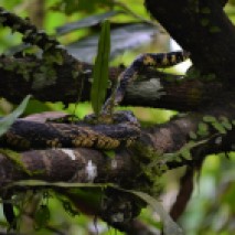 Bird-eating Snake