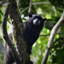 Black-mantled Tamarin Monkey