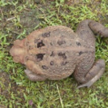 Marine-cane Toad