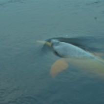 Pink River Dolphin 5