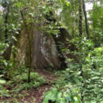 Primary Rainforest
