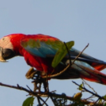 Red and Green Macaw 1