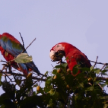 Red and Green Macaws 1