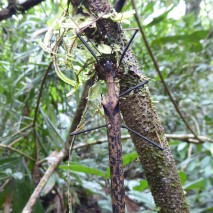 Winged Stick-Insect