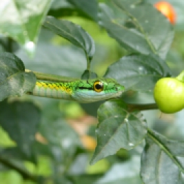 Leptophis Ahaetulla - Parrot Snake